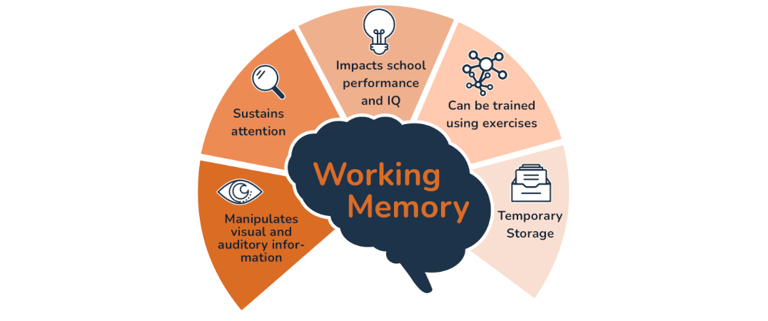 Working Memory Brain